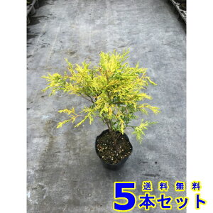 植木 盆栽 コニファー 生垣の人気商品 通販 価格比較 価格 Com