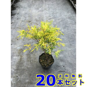 コニファー シンボルツリー 盆栽 植木の人気商品 通販 価格比較 価格 Com