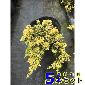 Rjt@[@S[fJ[ybg (Ύ@) 15.0p 5{ OhJo[@@G\h