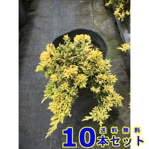 Rjt@[@S[fJ[ybg (Ύ@) 15.0p 10{ OhJo[@@G\h