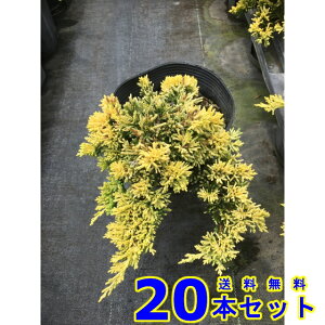 Rjt@[@S[fJ[ybg (Ύ@) 15.0p 20{ OhJo[@@G\h