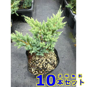 Rjt@[@u[J[ybg (Ύ@) 15.0p 10{ OhJo[@@G\h