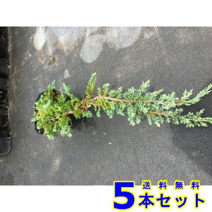 Rjt@[@EBgj[ (Ύ@) 15.0p 5{ OhJo[@@G\h