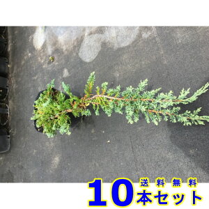 Rjt@[@EBgj[ (Ύ@) 15.0p 10{ OhJo[@@G\h