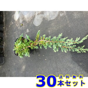 Rjt@[@EBgj[ (Ύ@) 15.0p 30{ OhJo[@@G\h