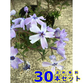 楽天市場 グランドカバー 青の通販