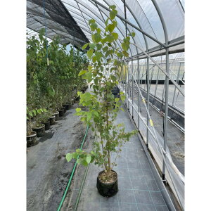 ハート ツリー 植木 盆栽の人気商品 通販 価格比較 価格 Com