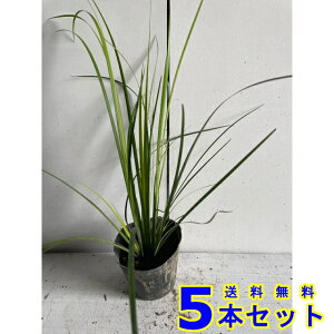 IESZLVE (Ώ) 10.5p 5{ OhJo[@@G\h