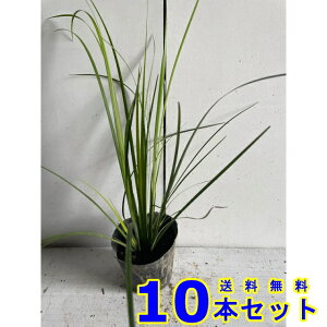 IESZLVE (Ώ) 10.5p 10{ OhJo[@@G\h