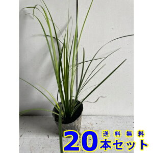 IESZLVE (Ώ) 10.5p 20{ OhJo[@@G\h