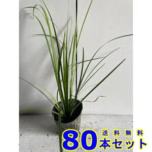 IESZLVE (Ώ) 10.5p 80{ OhJo[@@G\h