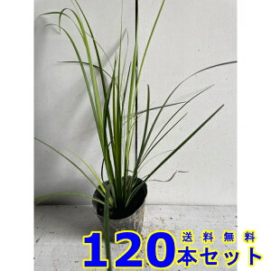 IESZLVE (Ώ) 10.5p 120{ OhJo[@@G\h