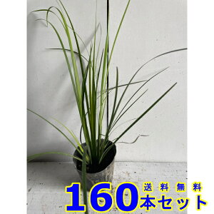 IESZLVE (Ώ) 10.5p 160{ OhJo[@@G\h