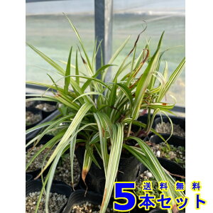 フイリキチジョウソウ (斑入り吉祥草 山野草) 9.0p 5本 グランドカバー 下草 雑草予防