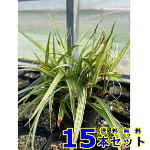 フイリキチジョウソウ (斑入り吉祥草 山野草) 9.0p 15本 グランドカバー 下草 雑草予防