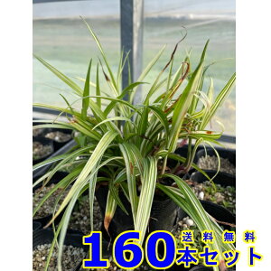 tCL`WE\E (gˑ@R쑐) 9.0p 160{ OhJo[@@G\h