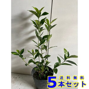 N`iV@ (q@d) 13.5p 5{ 0.3mO 13.5p A؁@c؁@V{c[@_