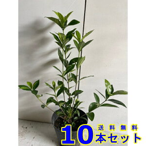 クチナシ  (梔子 一重) 13.5p 10本 樹高0.3m前後 13.5p 植木 苗木 シンボルツリー 生垣