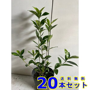 N`iV@ (q@d) 13.5p 20{ 0.3mO 13.5p A؁@c؁@V{c[@_
