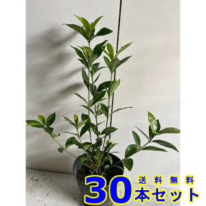 N`iV@ (q@d) 13.5p 30{ 0.3mO 13.5p A؁@c؁@V{c[@_