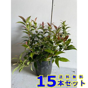 ZCECie (mV) 15.0p 15{ 0.2mO 15.0p A؁@c؁@V{c[@_