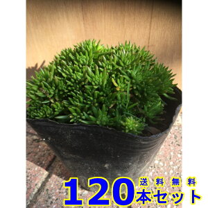 LVR}lOT (Z_) 10.5p 120{ OhJo[@@G\h