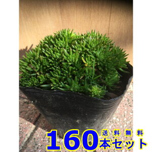 メキシコマンネングサ (セダム) 10.5p 160本 グランドカバー 下草 雑草予防
