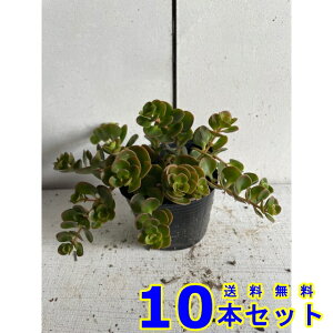 }o}lOT (Z_) 9.0p 10{ OhJo[@@G\h