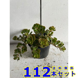 }o}lOT (Z_) 9.0p 112{ OhJo[@@G\h