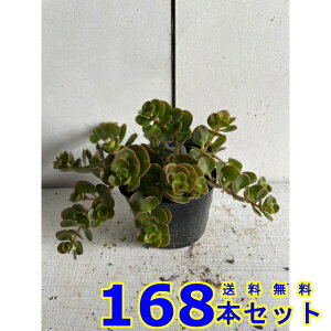 }o}lOT (Z_) 9.0p 168{ OhJo[@@G\h