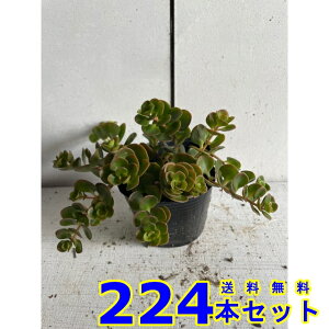 }o}lOT (Z_) 9.0p 224{ OhJo[@@G\h