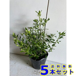 qN`iV (Pq) 13.5p 5{ 0.2mO 13.5p A؁@c؁@V{c[@_