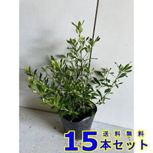 qN`iV (Pq) 13.5p 15{ 0.2mO 13.5p A؁@c؁@V{c[@_