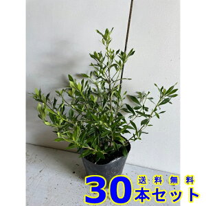 qN`iV (Pq) 13.5p 30{ 0.2mO 13.5p A؁@c؁@V{c[@_