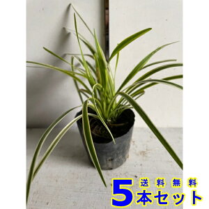 tCu (胄u@Iy) 10.5p 5{ OhJo[@@G\h