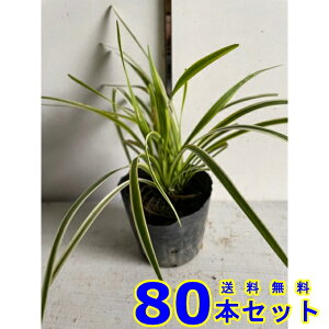 tCu (胄u@Iy) 10.5p 80{ OhJo[@@G\h