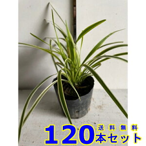 tCu (胄u@Iy) 10.5p 120{ OhJo[@@G\h