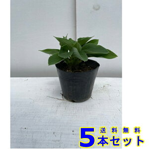 ギボウシ  (擬宝珠 多年草) 13.5p 5本 13.5p グランドカバー 下草 雑草予防