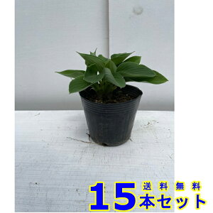 ギボウシ  (擬宝珠 多年草) 13.5p 15本 13.5p グランドカバー 下草 雑草予防