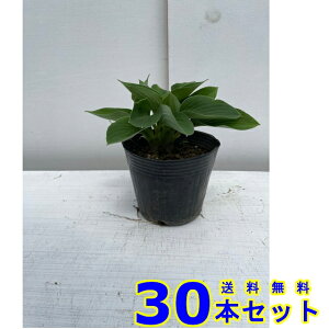 ギボウシ  (擬宝珠 多年草) 13.5p 30本 13.5p グランドカバー 下草 雑草予防