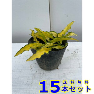 M{EV@Js^ ([@N) 10.5p 15{ 10.5p OhJo[@@G\h