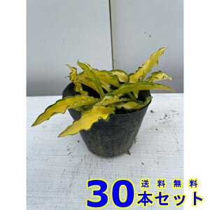 ギボウシ カピタン (擬宝珠 多年草) 10.5p 30本 10.5p グランドカバー 下草 雑草予防