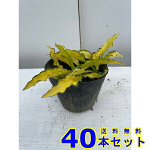 M{EV@Js^ ([@N) 10.5p 40{ 10.5p OhJo[@@G\h