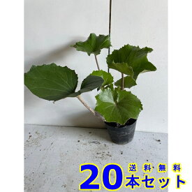 楽天市場 下草 常緑の通販