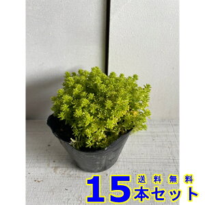 Z_ S[fJ[ybg S[hX (A) 10.5p 15{ 10.5p OhJo[@@G\h