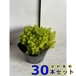 Z_ S[fJ[ybg S[hX (A) 10.5p 30{ 10.5p OhJo[@@G\h