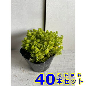Z_ S[fJ[ybg S[hX (A) 10.5p 40{ 10.5p OhJo[@@G\h
