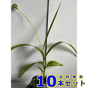 VoiV (Ԏ) 10.5p 10{ 10.5p OhJo[@@G\h