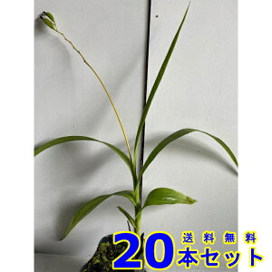 VoiV (Ԏ) 10.5p 20{ 10.5p OhJo[@@G\h