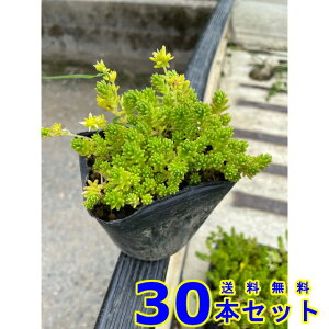 Z_ }lOT@ (A@XN) 9.0p 30{ 9.0p OhJo[@@G\h